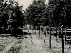 Die Fotos stammen aus dem Bestand des Privatarchivs „Rudolf Vetter“ – der Fotograph war sein Vater, der damalige Leiter der RAD Kolonnen, die den Drahtverhau errichteten.
16