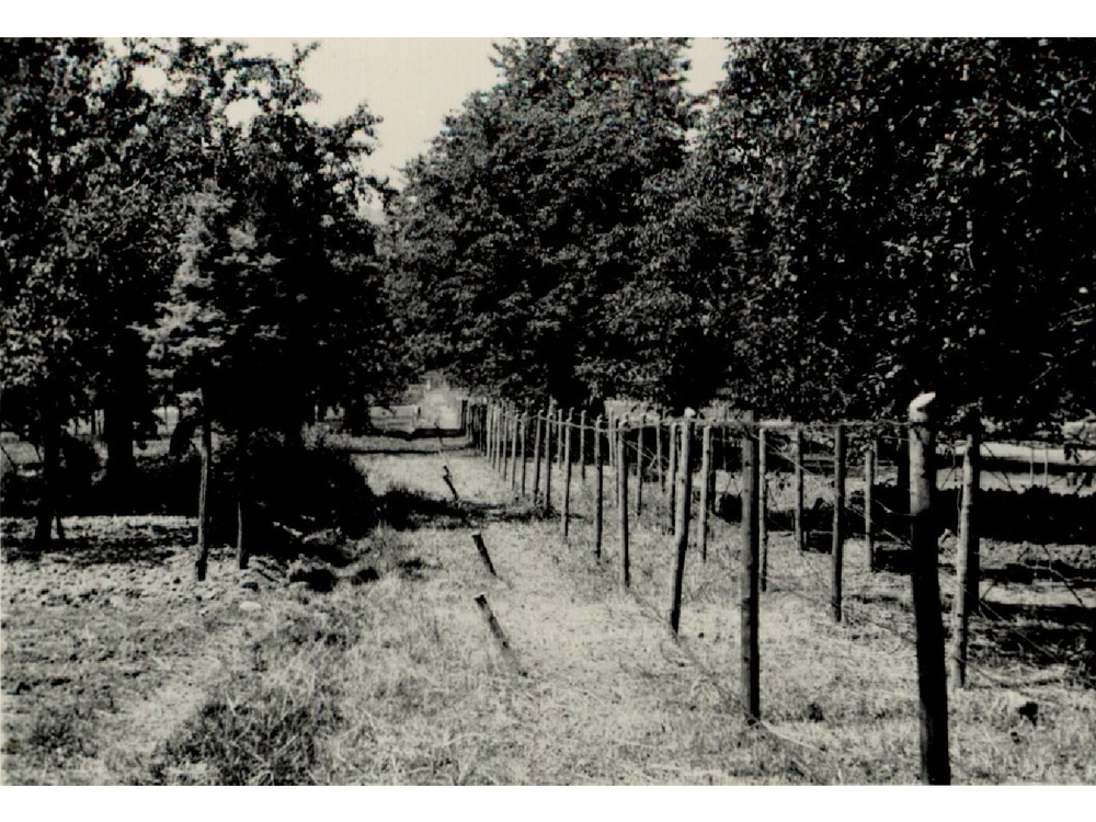 Die Fotos stammen aus dem Bestand des Privatarchivs „Rudolf Vetter“ – der Fotograph war sein Vater, der damalige Leiter der RAD Kolonnen, die den Drahtverhau errichteten.
16