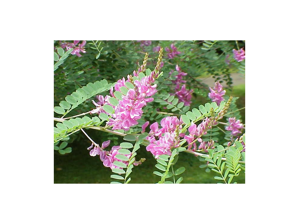 Indigofera_tinctoria1