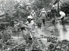 Einsatz in der Bettingerstrasse" caption="Ein Baumriese war umgestürzt