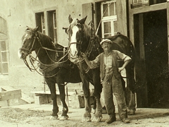 Theophil Haberer 50er Jahre ; Solvaypferde für die innerbetriebliche Landwirtschaft
Bild31