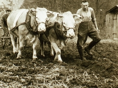 Am Pflug Franz Bach;hinten Abfall der Sodaproduktion.  Heute Buttenhalde 
 Xaver Kaiser im Gewann Engeltal
Bild73